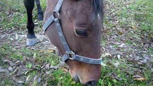 Ходят кони Валерий Золотухин