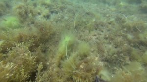 Подводная охота Крым, Лобан 2.06.2013 arsi@охота