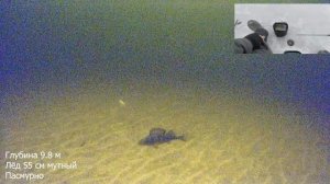 ПОПАЛ НА КРУПНЫХ ОКУНЕЙ И СИГОВ! ПОДВОДНЫЕ СЪЕМКИ. РЫБАЛКА В КАРЕЛИИ 2022