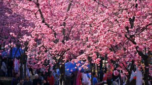 В Китае зацвела сакура площадью 400 гектар