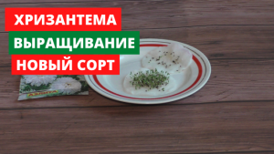 Какой сорт хризантемы я посадила.