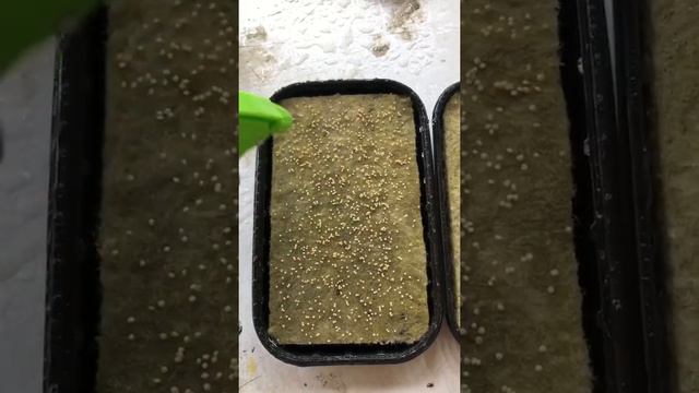 Почему выгодно выращивать микрозелень амаранта? ильинские проростки семена ильинские