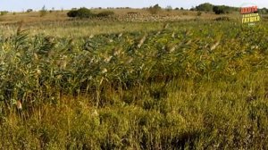 (18 ) ОТКРЫТИЕ НА УТКУ (№ - 1) (2017).mp4