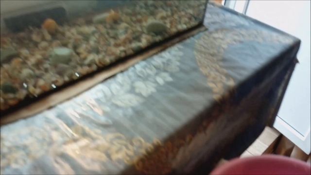 Как мыть аквариум начинающим, с помощью сифона.
