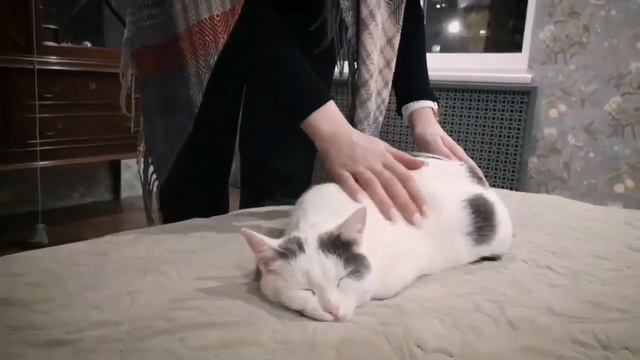 Томная красавица Джуна стала домашней! смотреть онлайн