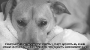 Где должен спать щенок?