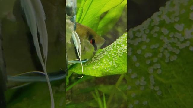 скалярии мечут икру (самка откладывает, самец оплодотворяет) смотреть онлайн