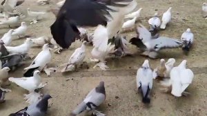 Бойние голуби. Метис. 28.06.22 Грузия. Тбилиси