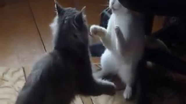 Кот Кузя бьёт Барсика(Белого Кота) смотреть онлайн