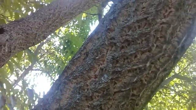 Моё пробковое дерево Бархат Амурский! смотреть онлайн