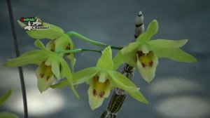 Dendrobium catenatum is grown on plastic pots | Lan thạch hộc tía trồng chậu nhựa