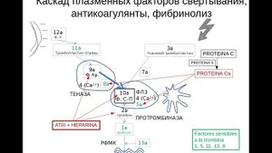 5. Каскад плазменных факторов свёртывания. Антикоагулянты.