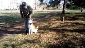 Акита-ину. Дрессировка щенка.