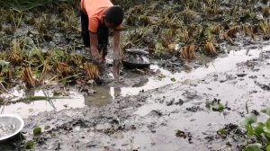 catching fish in mud by village children “ловить рыбу в грязи