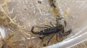 Азиатский лесной скорпион Heterometrus spinifer