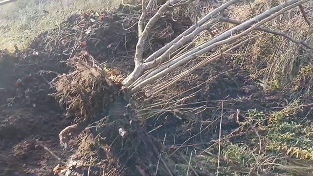 СЕГОДНЯ КОПАЮ НЕ МЕТАЛЛ А ДЕРЕВО смотреть онлайн