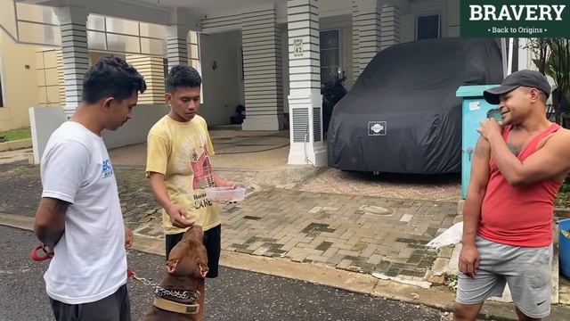 ROTTWEILER VS PITBULL ‼️ смотреть онлайн