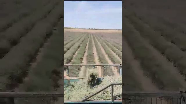 Лавандула "Рая" смотреть онлайн