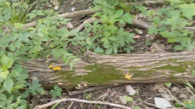 How to Hunt WILD Golden Oysters Mushrooms! +My 1st Asparagus! смотреть онлайн