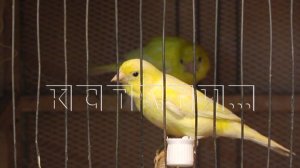 Целую комнату для сотни пернатых любимцев выделил житель Павлова