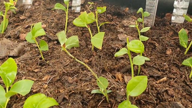 Мой голубичный череночник. смотреть онлайн