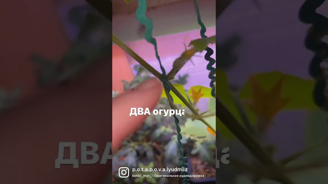 #огороднаокне #делюсьпозитивом ВЫРАЩИВАЮ ОГУРЦЫ #своимируками