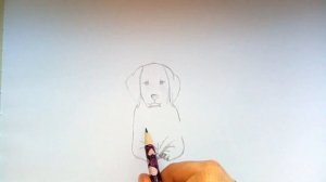Как нарисовать собаку, лабрадора/How to draw a dog, Labrador?