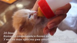 Вскармливание новорожденных котят