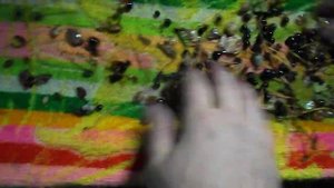 Как легко очистить чернику и бруснику от листьев иголок и другого мусора