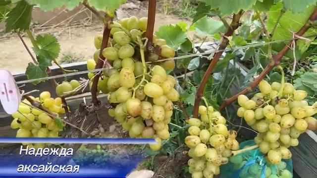 23.09.2023. Обзорная по винограднику. Пятна по ягоде. смотреть онлайн