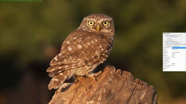 ОБЗОР Canon R5 спустя полгода видеосъёмок диких птиц