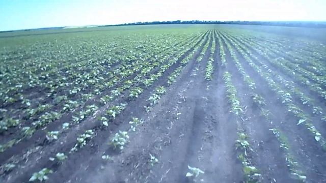 Муждурядная культивация культиваором КРН - 5.6