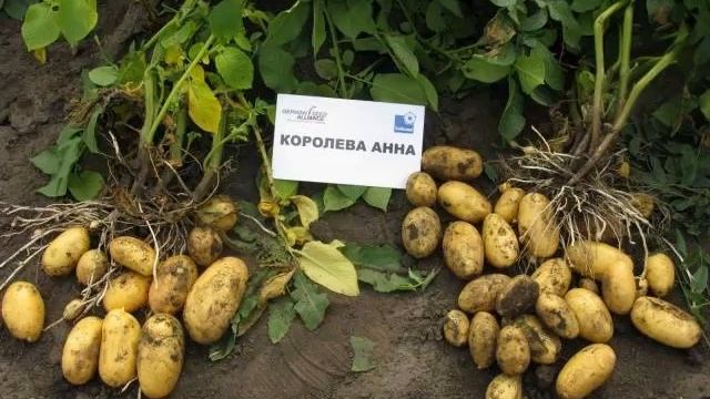 Сорт Картошки Дрова Описание Сорта Фото Отзывы