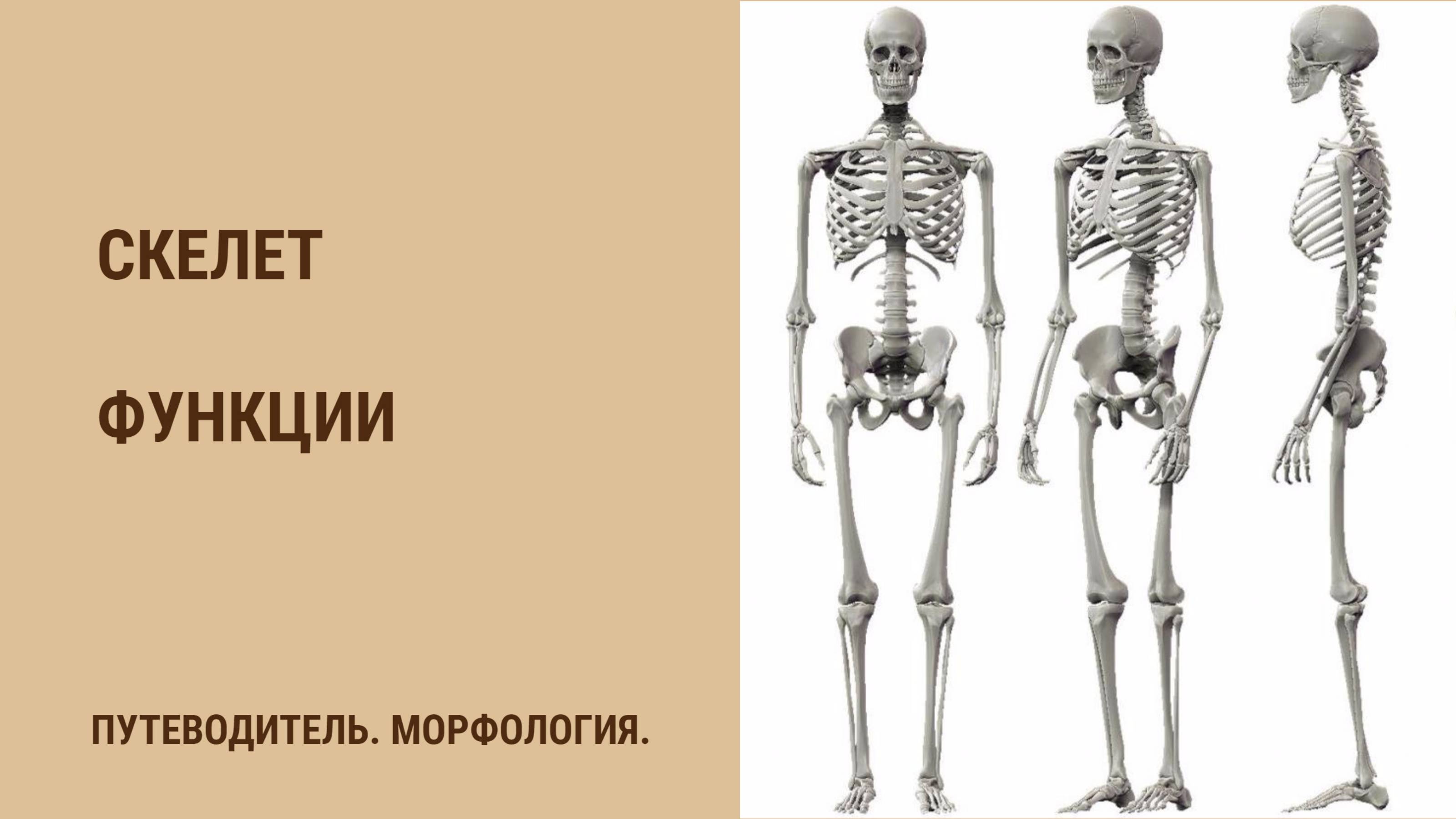 Скелет. Функции скелета.