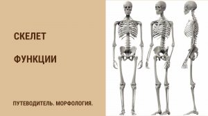 Скелет. Функции скелета.