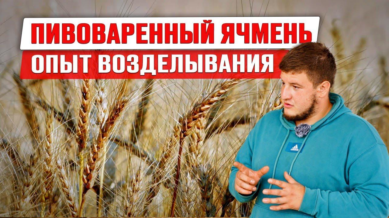 Пивоваренный ячмень | Требования пивзавода | Ячменный солод | Цена на ячмень | Бизнес идея