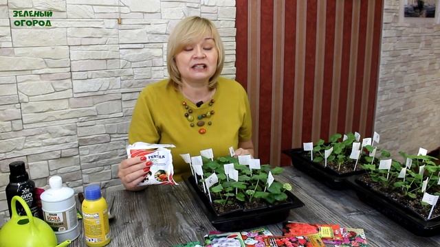 Подкормка рассады ПЕЛАРГОНИИ! Когда, чем и зачем это надо сделать! Советы от ЗЕЛЕНОГО ОГОРОДА! смотреть онлайн