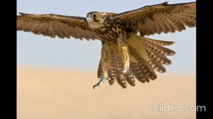 Книга Света Харатьи
Введение, Глава 1