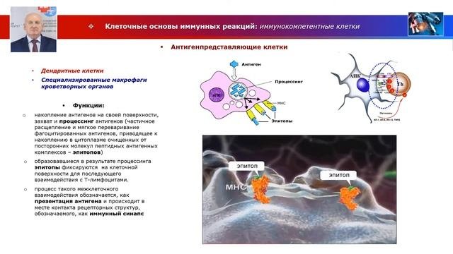 Частная гистология - лекция 