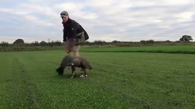 Хищник гигантский орел против волка супер сила когтей птиц смотреть онлайн