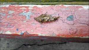 Бабочка Психея Мешочница