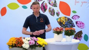 Pot Mums - Showgarden Highlights 2021 EN