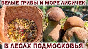 ?БЕЛЫЕ ГРИБЫ И МОРЕ ЛИСИЧЕК В ЛЕСАХ ПОДМОСКОВЬЕ.?Пошла Земляника.