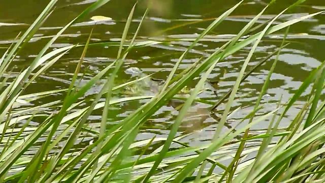 Pelophylax ridibundus I: Nagy tavi beka - Broasca de lac mare - Marsh frog смотреть онлайн