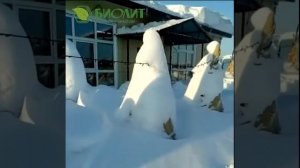 Как правильно укрыть на зиму туи и можжевельники?