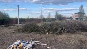 Расчистка участка от травы и деревьев с кучей мусора. Соседи молодцы, накидали. Stihl 561