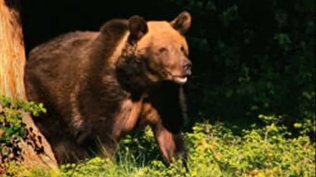 Медвежий жир Лечение спины Жиром из конской гривы Барсук смотреть онлайн