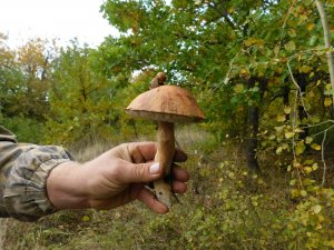 Грибы саратовской области.Подберёзовик Твердоватый,подосиновики.Съедобные грибы саратовской области.