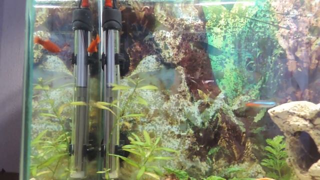 мой первый аквариум 30 литров три недели после запуска (начало 2016 г.) смотреть онлайн