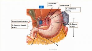 Gastrointestinal tract (GIT) blood supply in 9 minutes!